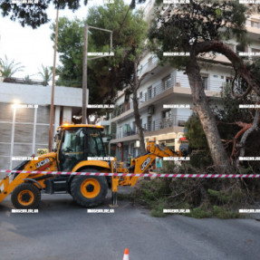 ΠΤΩΣΗ ΔΕΝΤΡΟΥ ΣΤΗΝ ΣΜΠΩΚΟΥ