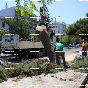 ΚΟΠΗ ΠΕΥΚΟΥ ΣΤΟ ΕΡΓΑΤΙΚΟ ΚΕΝΤΡΟ