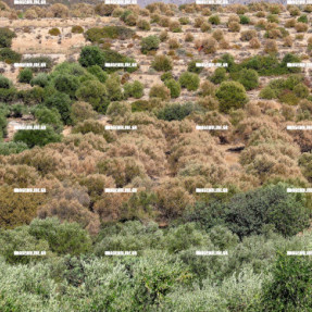 ΞΕΡΑΜΕΝΑ ΕΛΑΙΟΔΕΝΤΡΑ ΣΤΗΝ ΑΝΑΤΟΛΙΚΗ ΚΡΗΤΗ