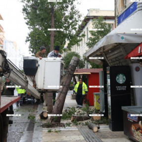 ΠΤΩΣΗ ΔΕΝΤΡΟΥ ΣΤΗΝ ΔΙΚΑΙΟΣΥΝΗΣ