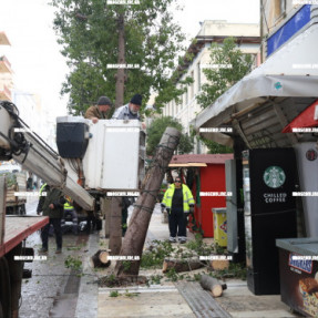 ΠΤΩΣΗ ΔΕΝΤΡΟΥ ΣΤΗΝ ΔΙΚΑΙΟΣΥΝΗΣ